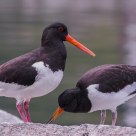 The Eurasian Oystercatcher (Haematopus ostralegus)